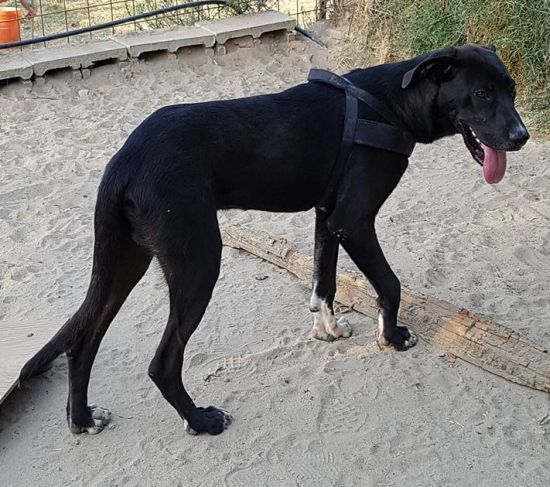 Tayson