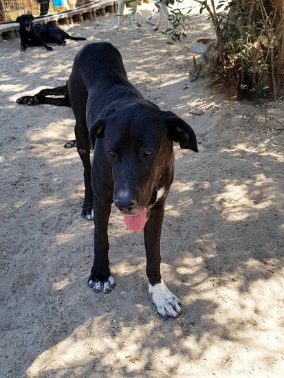 Tayson