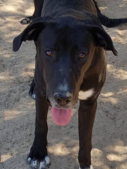 Tayson