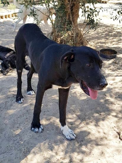Tayson