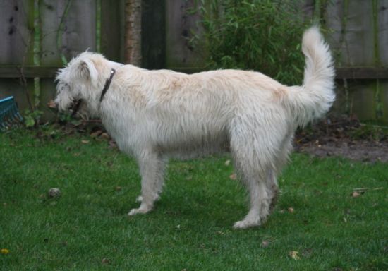 Tristan