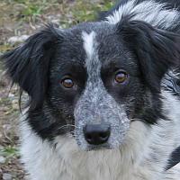 Zorro