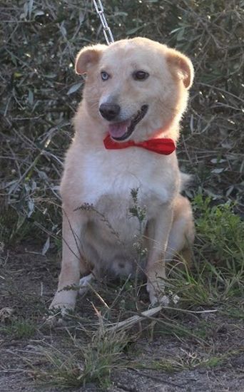 Arturo
