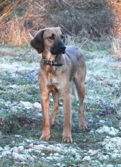 Baldo