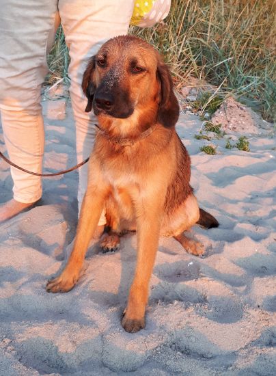 Baldo