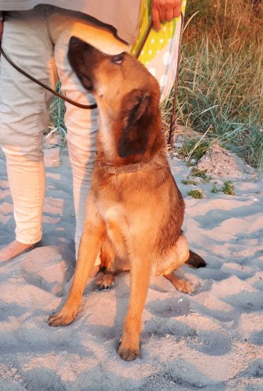 Baldo