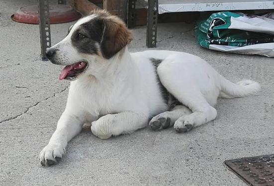 Beethoven