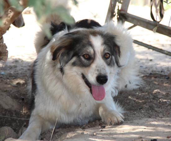 Beethoven