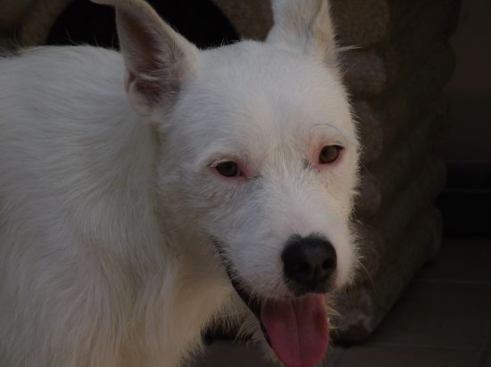 Bobby