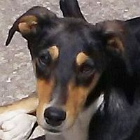 Nerina