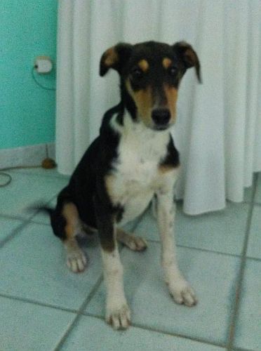 Nerina