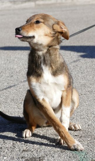 Stella