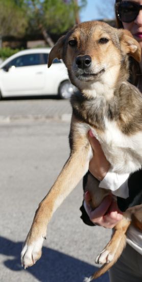 Stella