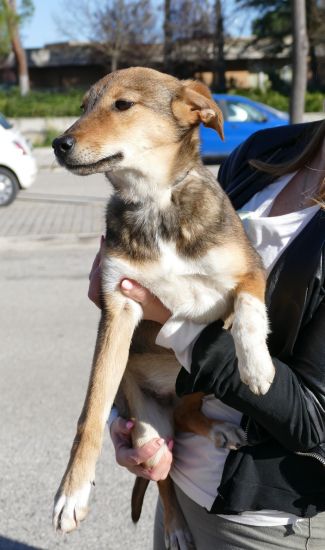 Stella