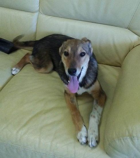Stella