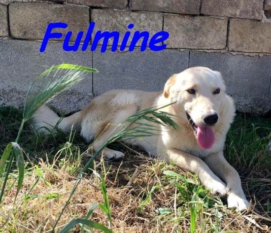 Fulmine
