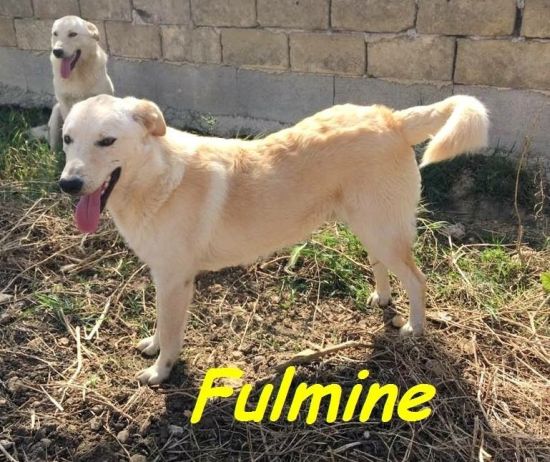 Fulmine
