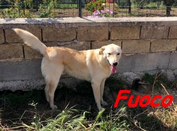 Fuoco