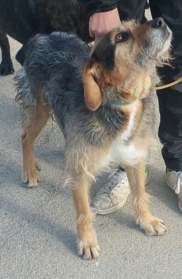 Gaucho