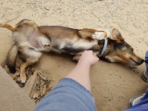 Gipsy