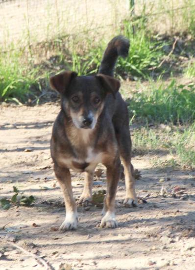 Gipsy