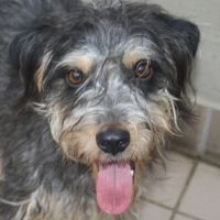 Hansel