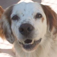 Igor