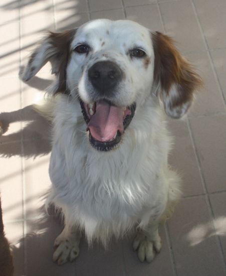 Igor