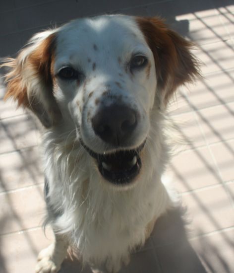 Igor
