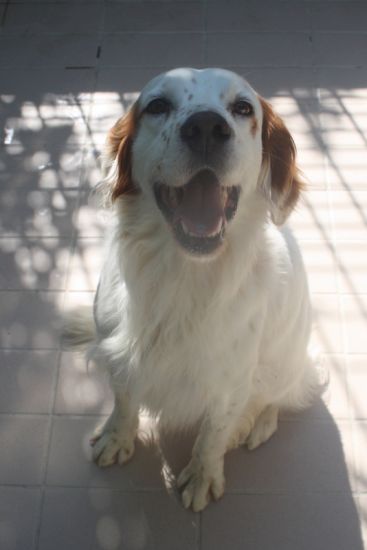 Igor