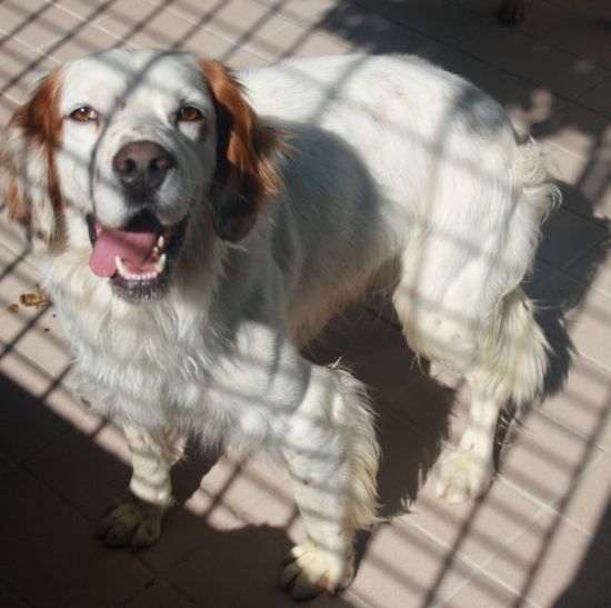 Igor
