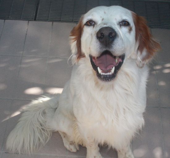 Igor