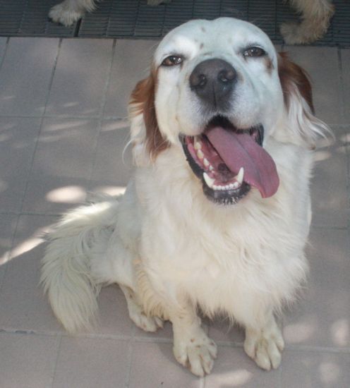 Igor
