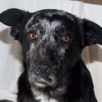 Kora