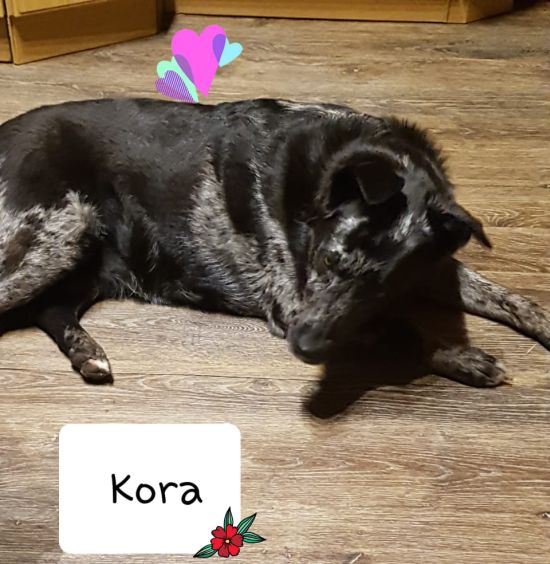 Kora