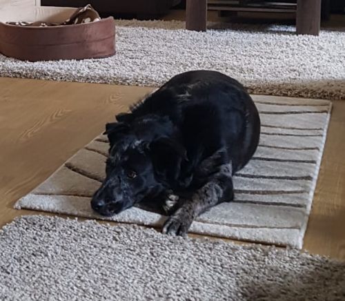 Kora