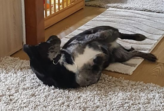 Kora