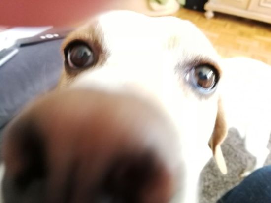 Lilla