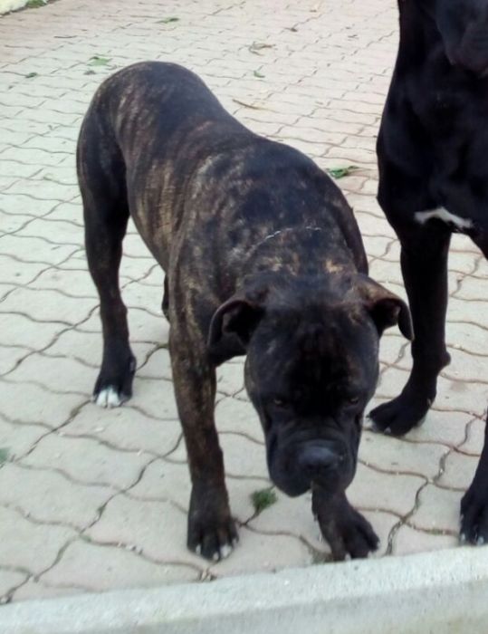 Lobo