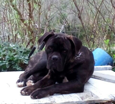 Lobo
