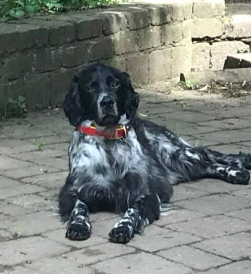 Luna