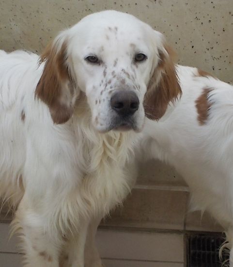 Merlino