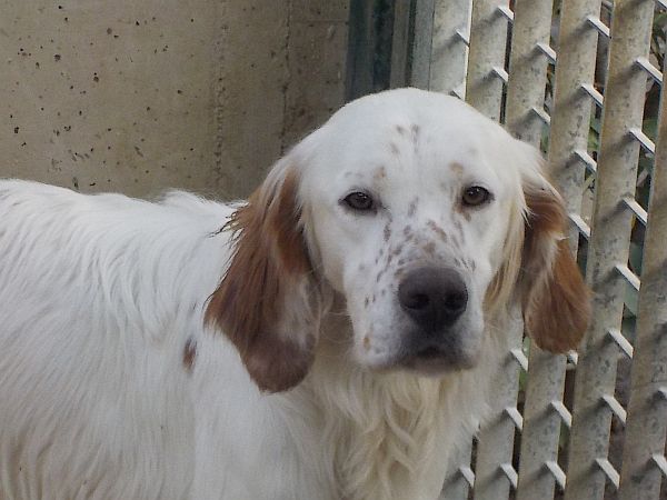 Merlino