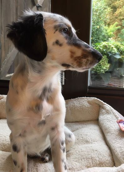 Minnie