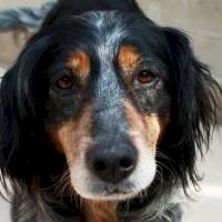 Nuela
