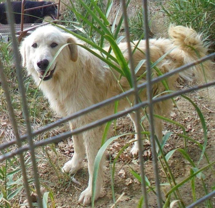 Orso