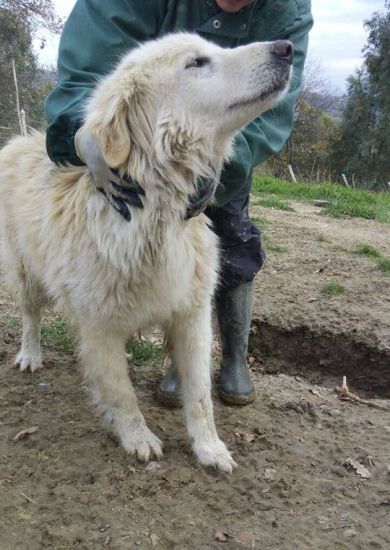 Orso