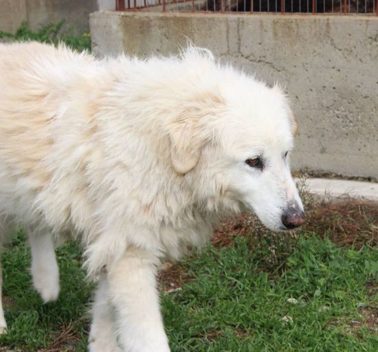Orso