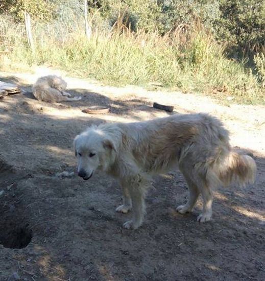 Orso