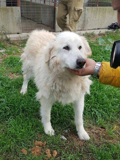 Orso